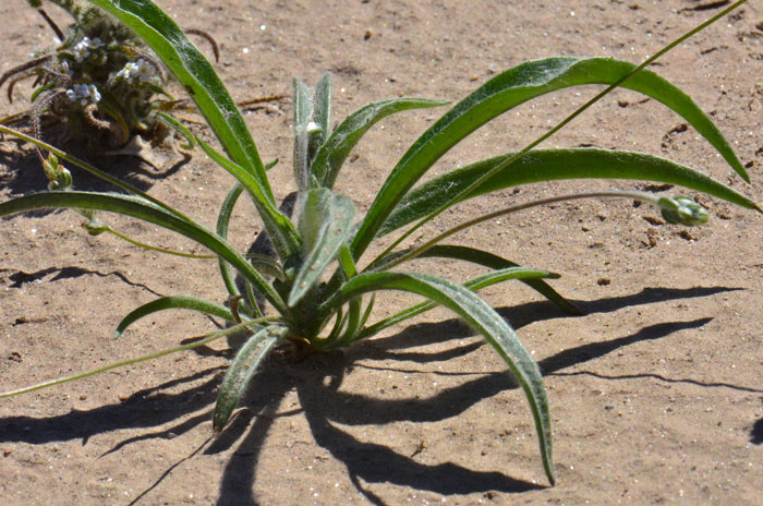 Plantago ovata, Desert Indianwheat